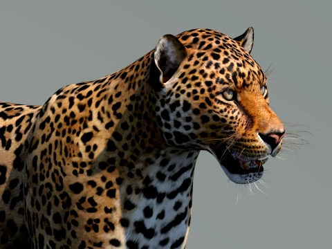 Leopard 3D Model
