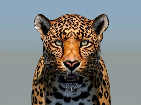Leopard 3D Model