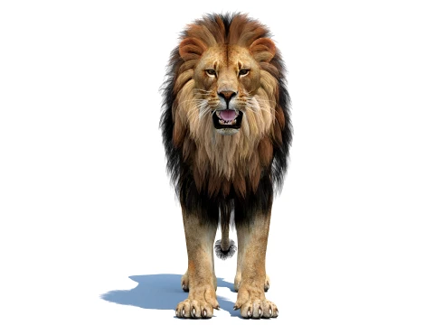 Lion 3D Model