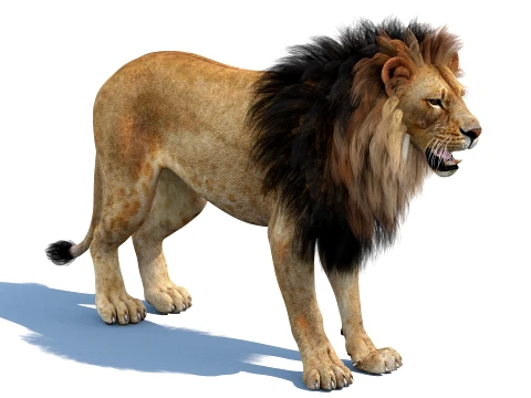 Lion 3D Model