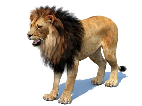 Lion 3D Model