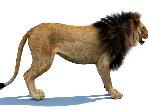 Lion 3D Model