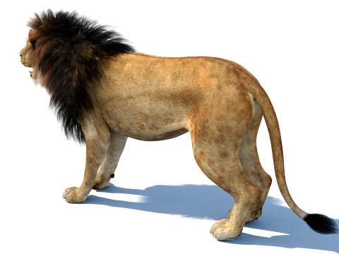 Lion 3D Model