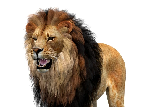 Lion 3D Model