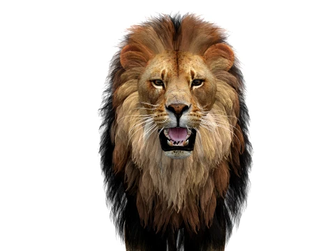 Lion 3D Model