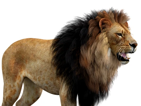 Lion 3D Model