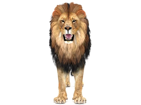Lion 3D Model