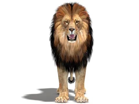 Lion 3D Model