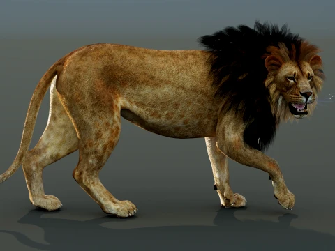 Lion Rigged 3D Model