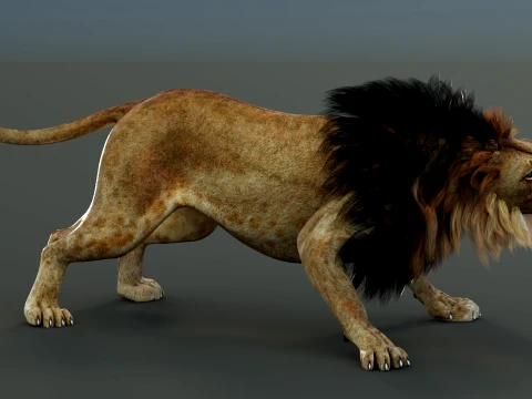 Lion Rigged 3D Model