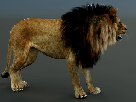 Lion Rigged 3D Model