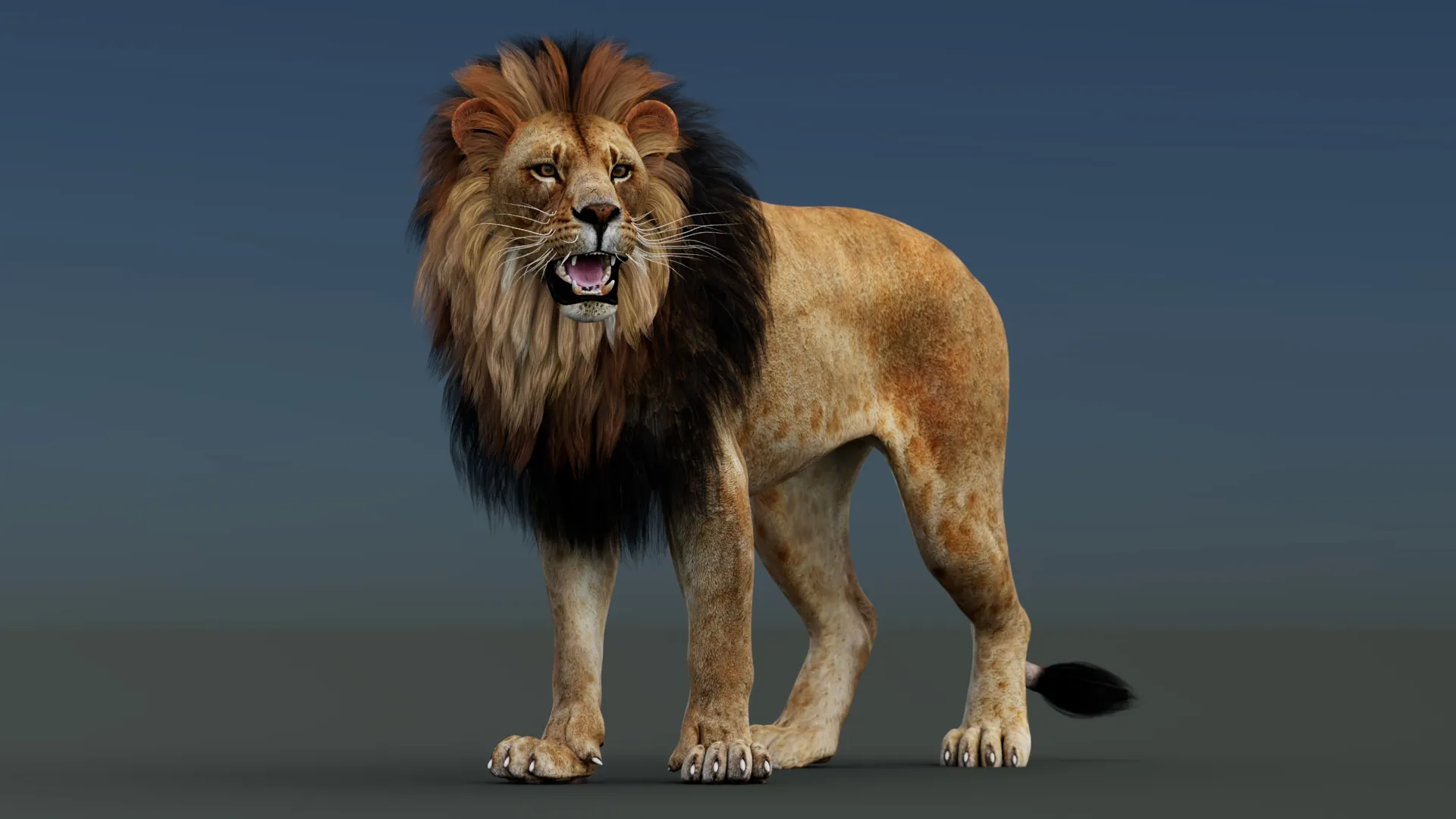 Lion Rigged 3D Model .c4d .max .obj .3ds .fbx .stl .blend
