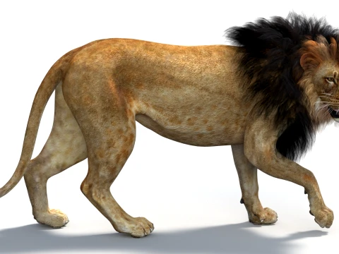 Animated Lion Game-Ready 3D Model