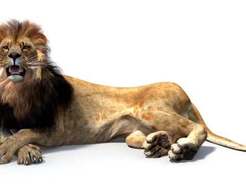 Animated Lion Game-Ready 3D Model
