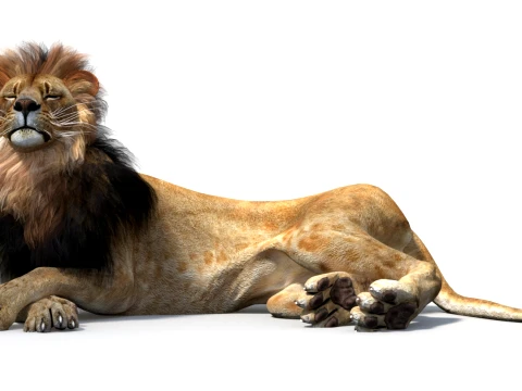 Animated Lion Game-Ready 3D Model