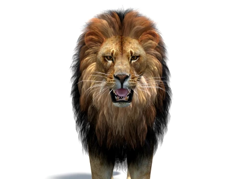 Animated Lion Game-Ready 3D Model