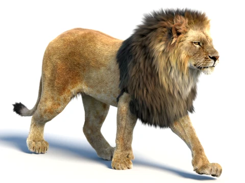 Animated Lion with Fur 3D Model