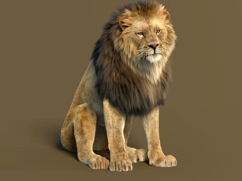 Animated Lion with Fur 3D Model