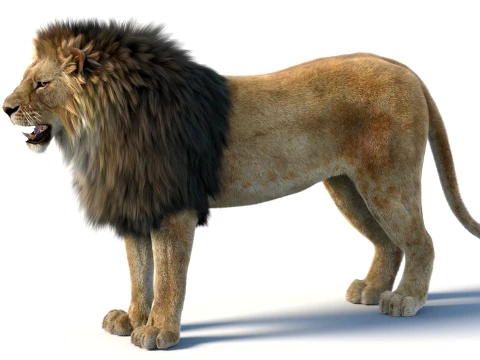 Animated Lion with Fur 3D Model