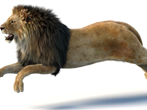 Animated Lion with Fur 3D Model