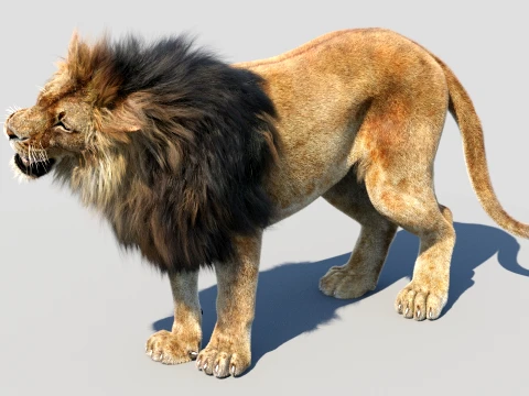 Animated Lion with Fur 3D Model