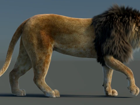 Animated Lion with Fur 3D Model