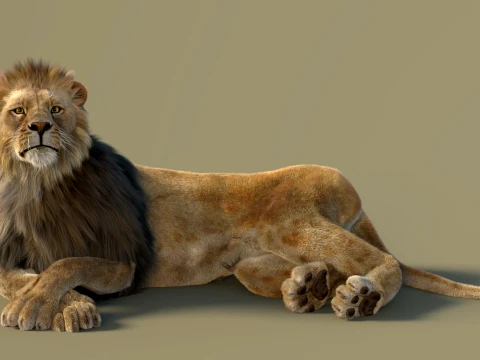 Animated Lion with Fur 3D Model