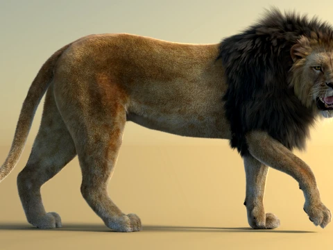 Animated Lion with Fur 3D Model