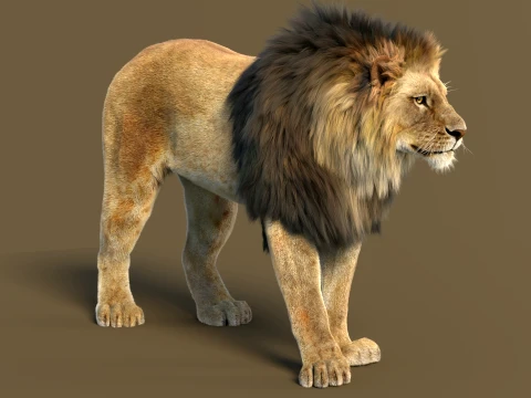 Animated Lion with Fur 3D Model