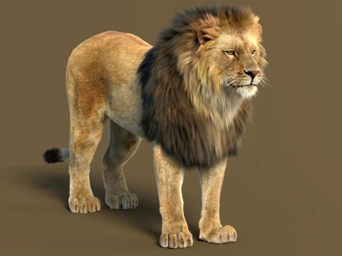 Animated Lion with Fur 3D Model