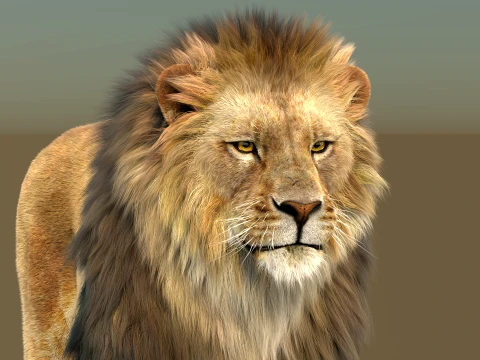 Animated Lion with Fur 3D Model