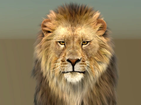 Animated Lion with Fur 3D Model