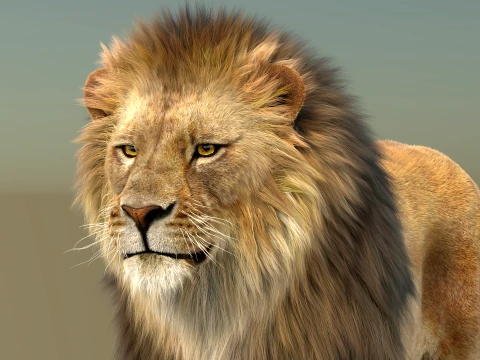 Animated Lion with Fur 3D Model
