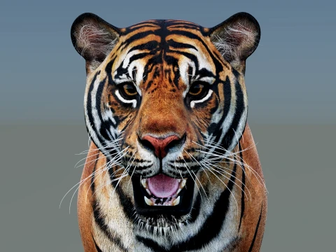 Game-Ready Sumatran Tiger PBR 3D Model