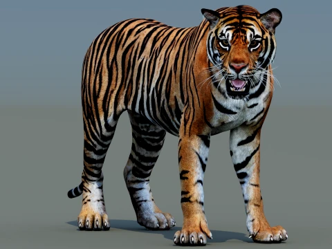 Rigged Sumatran Tiger - Game-Ready - PBR 3D Model