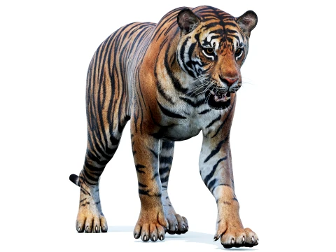 Animated Sumatran Tiger - Game-Ready 3D Model