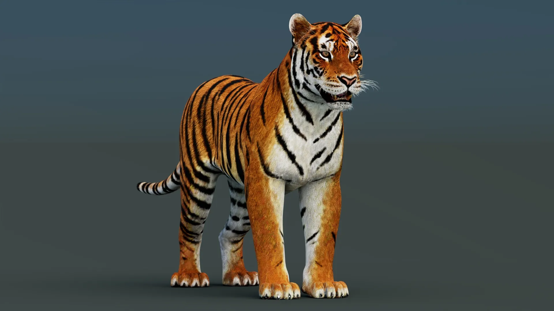 Tiger 3D Model .c4d .max .obj .3ds .fbx .stl .blend 