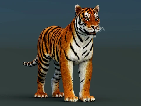 Tiger 3D Model
