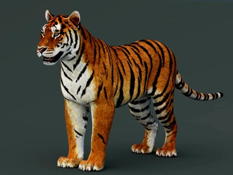 Tiger 3D Model