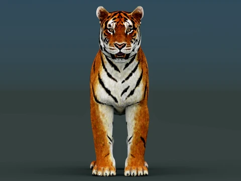 Tiger 3D Model
