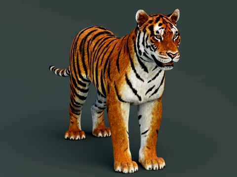 Tiger 3D Model