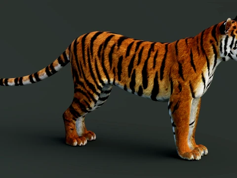 Tiger 3D Model