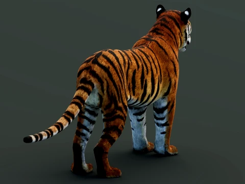 Tiger 3D Model