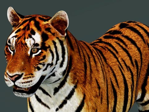 Tiger 3D Model