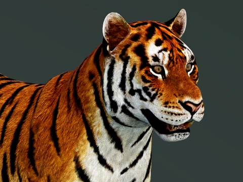 Tiger 3D Model