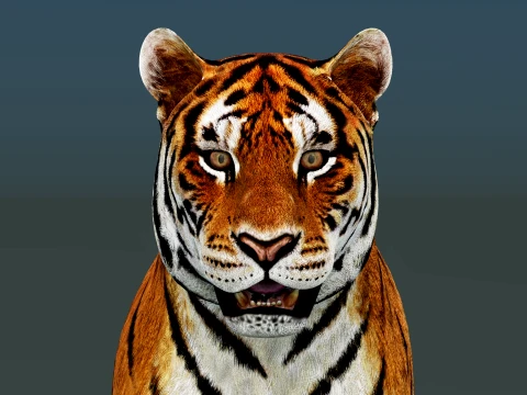 Tiger 3D Model
