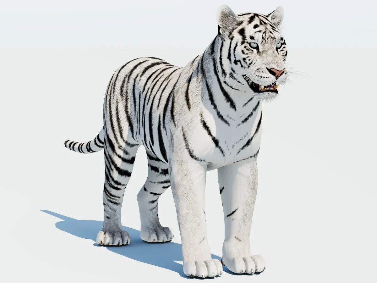 White Tiger 3D Model .c4d .max .obj .3ds .fbx .stl .blend