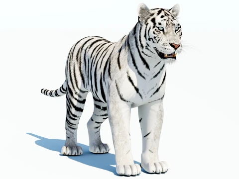 White Tiger 3D Modell