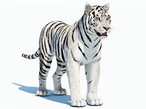 White Tiger 3D Model