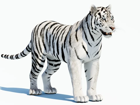 White Tiger 3D Model